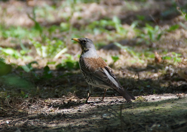 迫精细化